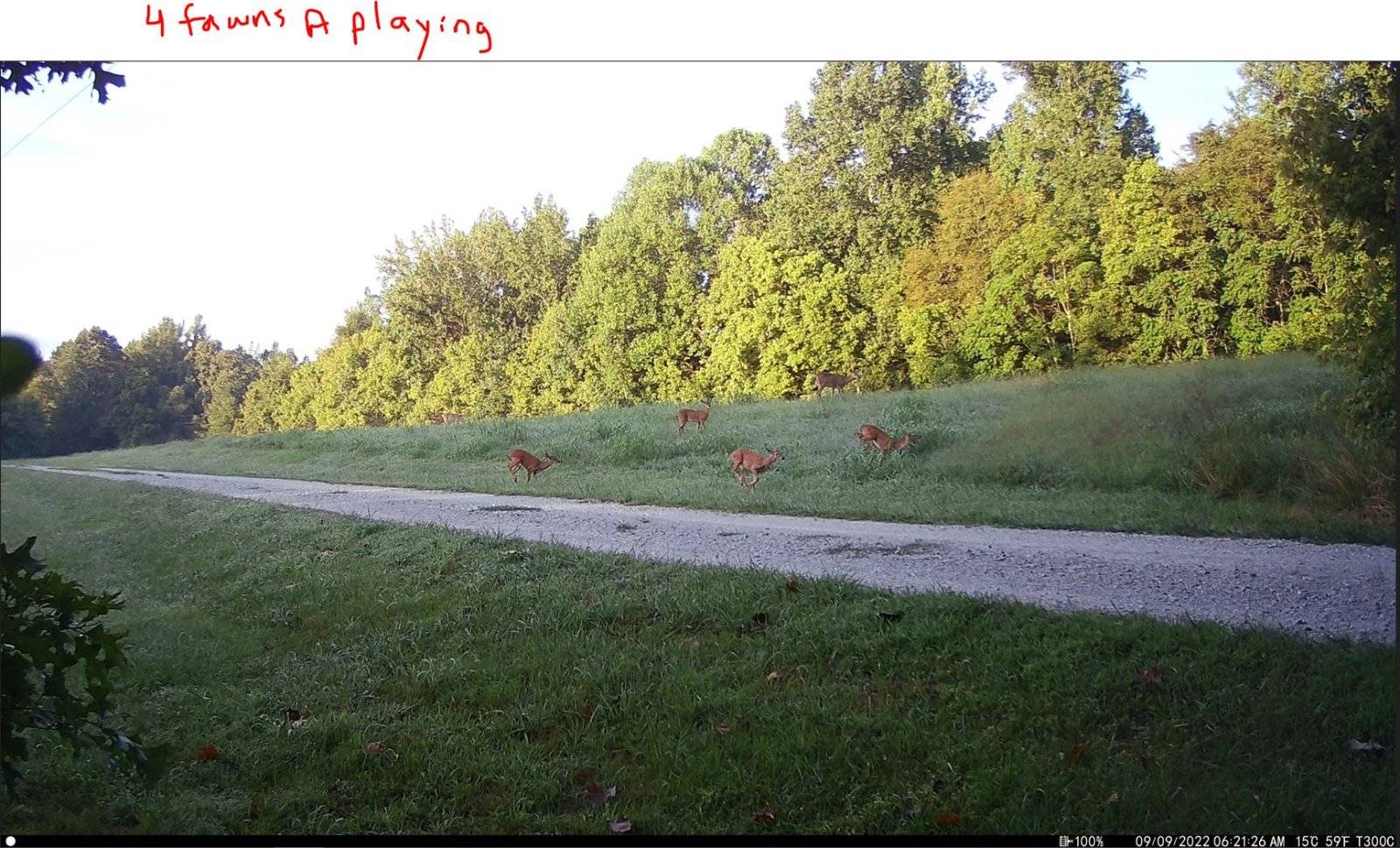 4 fawns a playing.JPG