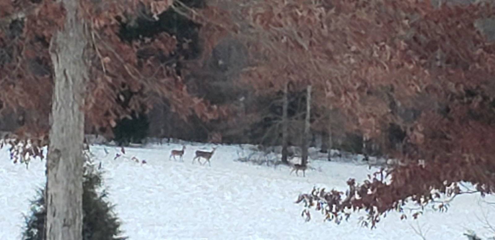 Deer Christmas Eve in the Valley 001.jpeg