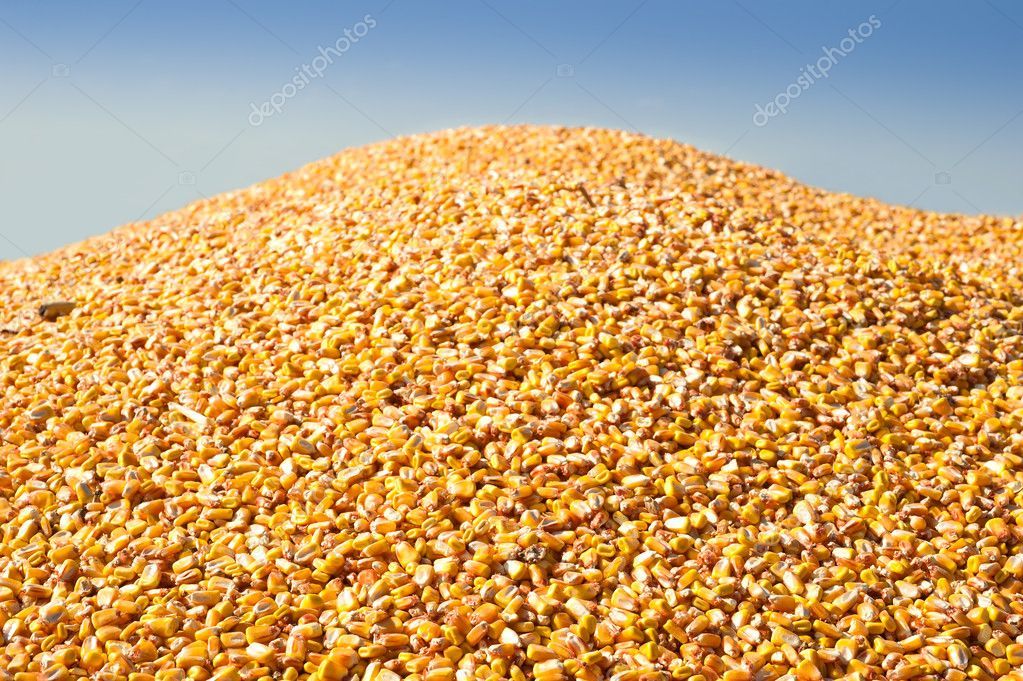depositphotos_10068026-stock-photo-large-pile-of-corn.jpg