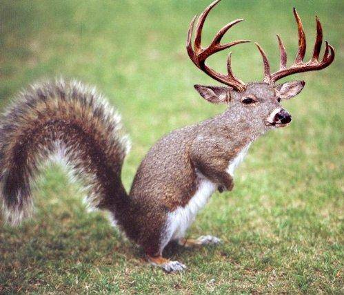 Funny-Squirrel-With-Deer-Face.jpg