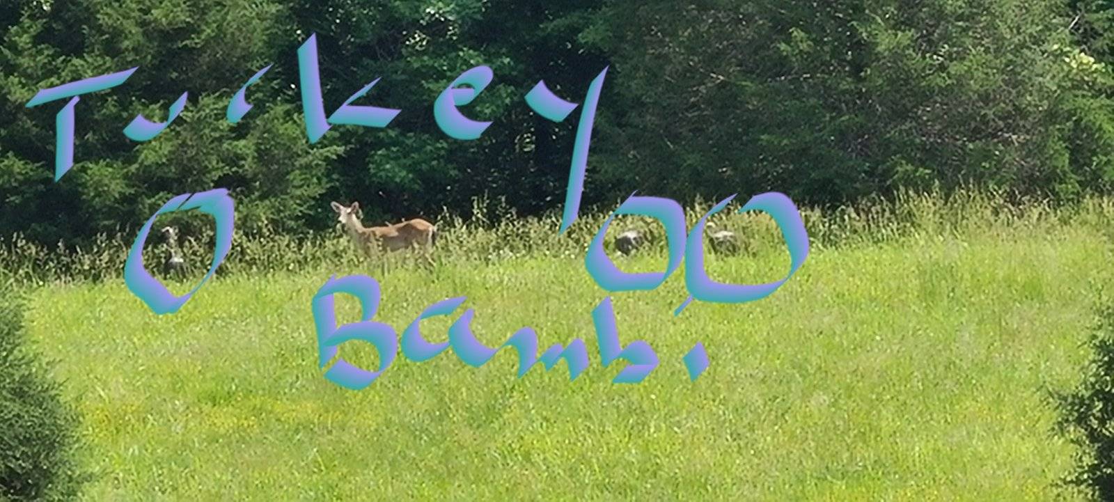 May 21 2023 deer visit turkey videos 148.jpg