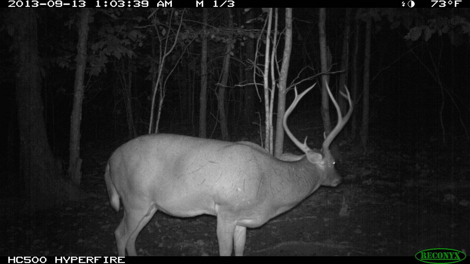 Perry County oldest buck.JPG