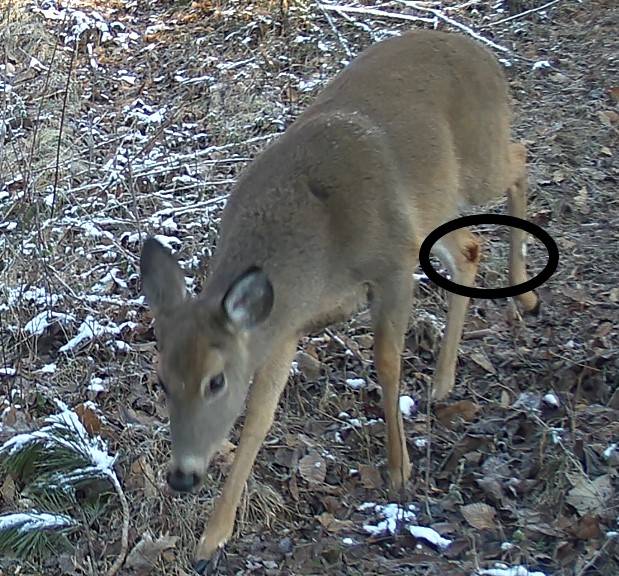 Deer spot.jpg
